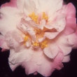 Will Summerset Variegated